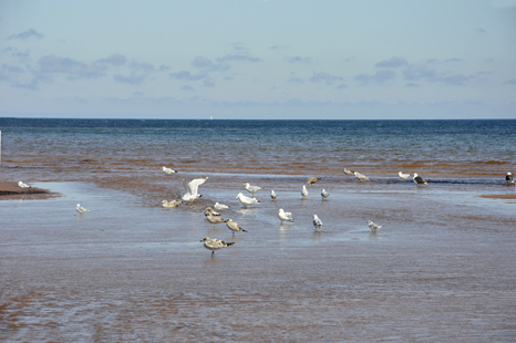 birds at Rollings Pond