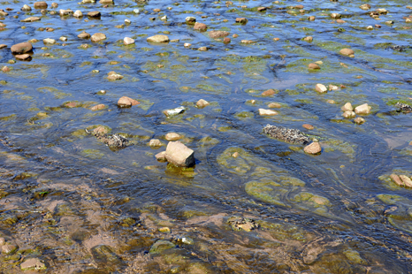 Crystal clear water at Rollings Pond 