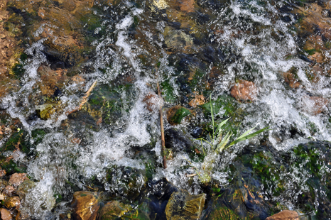 Crystal clear water at Rollings Pond 