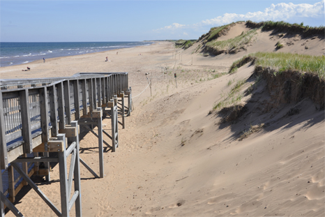 dunes at Brackley Beach