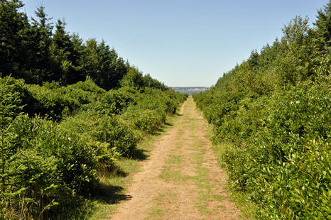 long walk to Robinson's Island