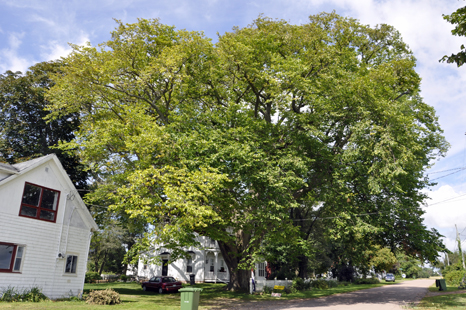 Prince Edward Island's biggest tree