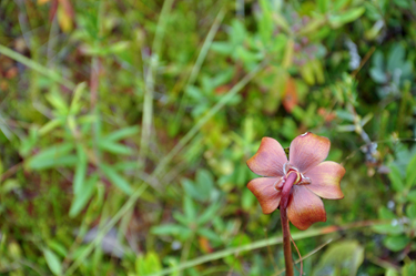 front of the Pitcher plant