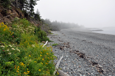 Raccoon Beach