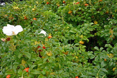 rose hip and flowers in bloom