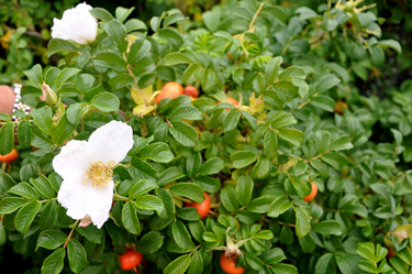 rose hip and flowers in bloom