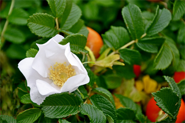 rose hip and flowers in bloom