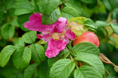 rose hip and flowers in bloom