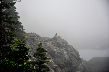 a big bird on a rock