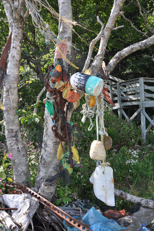 crap on a tree at Big Salmon Beach