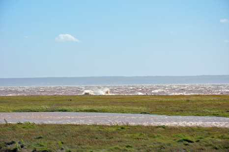 stream of water in the middle of the marsh