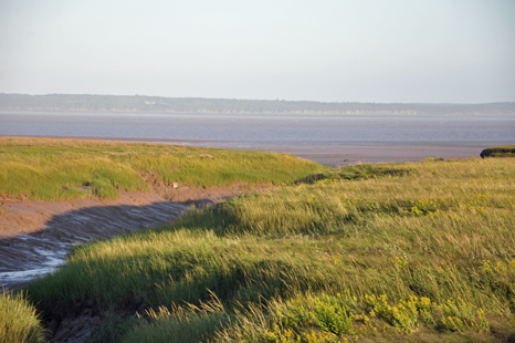 the marsh starts to dry out