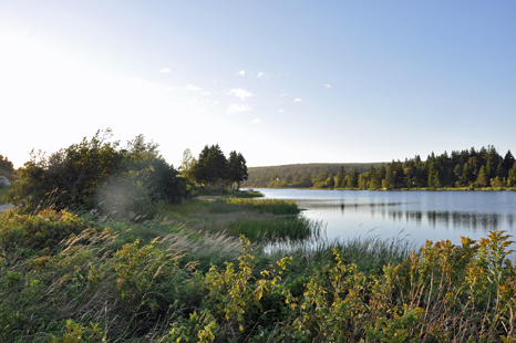 the pond is calm again