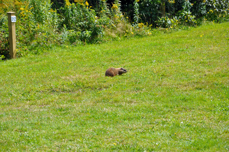 The resident groundhog