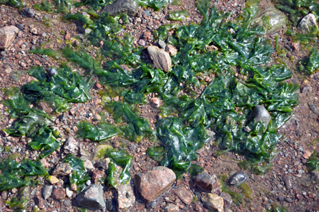 seaweed and rocks