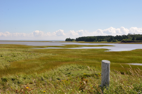 view of the marsh at Shipyard Heritage Park