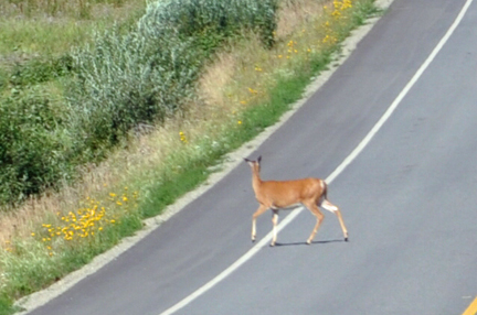 deer in the road