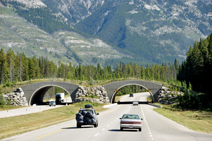 wildlife overpass