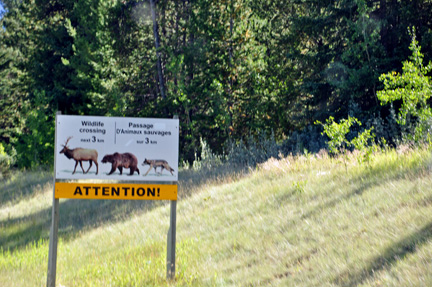 sign - wildlife crossing