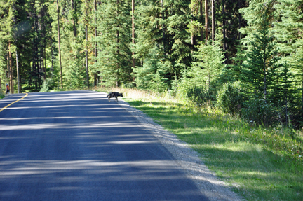 another coyote in road