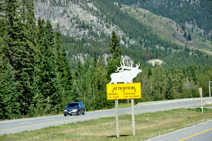 sign - wildlife on road
