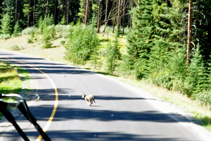 coyote in road