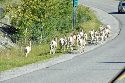 goats in the road