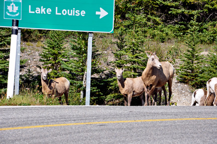 goats in the road