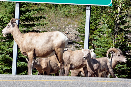 goats in the road