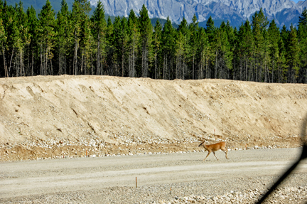 deer crossing the road