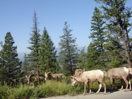 Big Horn Sheep