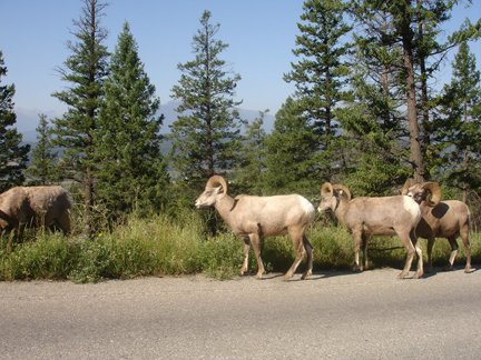 Big Horn Sheep