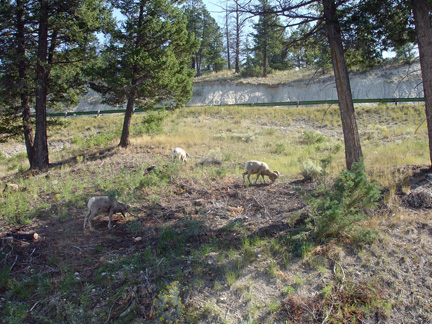 Big Horn Sheep