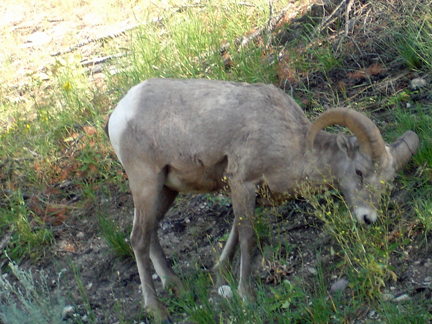 Big Horn Sheep