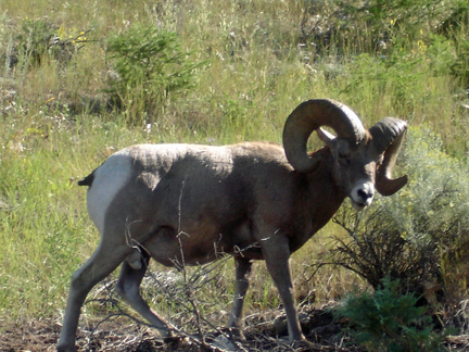 Big Horn Sheep