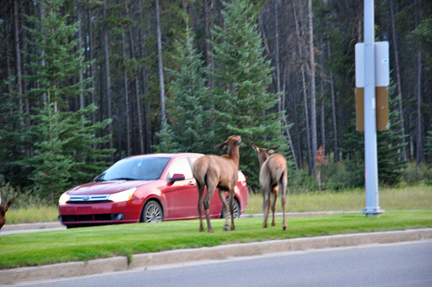 elk