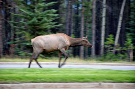 elk