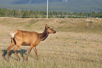 elk