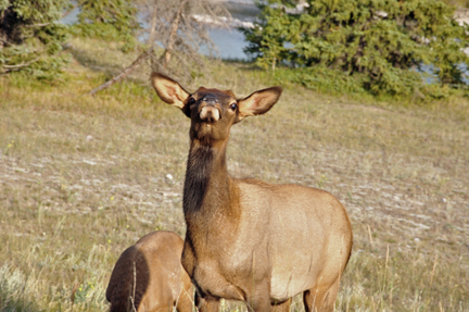 elk