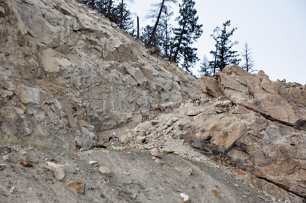 mountain goats
