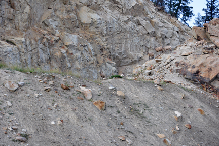 mountain goats