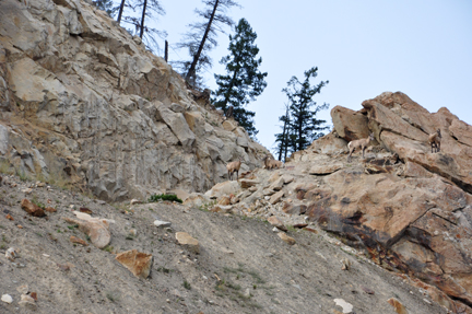 mountain goats