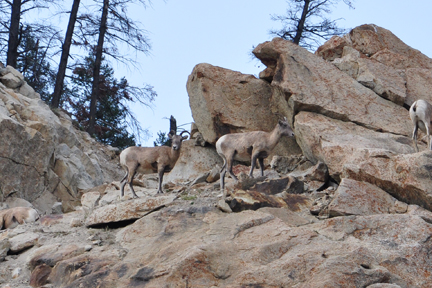 mountain goats