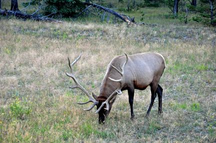 elk