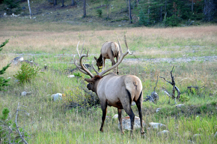 elk