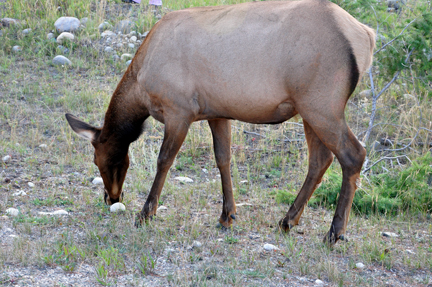 elk