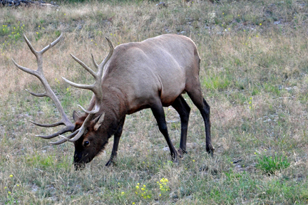 elk