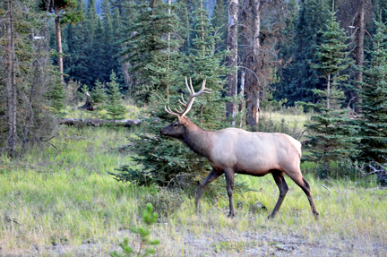 elk