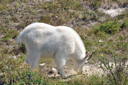 white goats