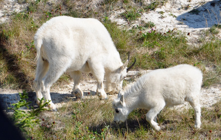 white goats